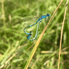 Coenagrion scitulum