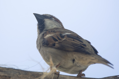 House Sparrow