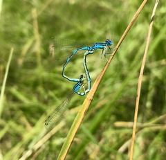 Coenagrion scitulum