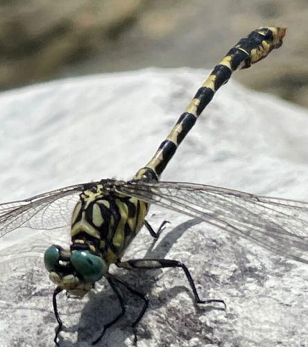 Small Pincertail
