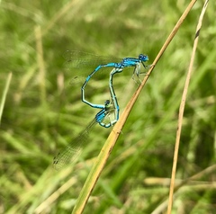 Coenagrion scitulum