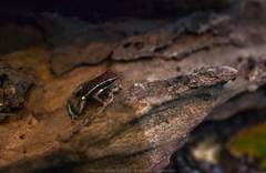 Ameerega altamazonica