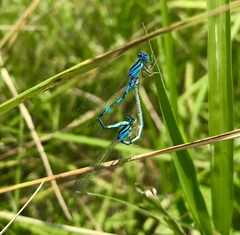 Coenagrion scitulum