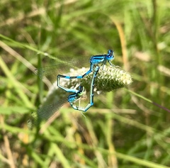 Coenagrion scitulum