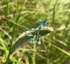 Coenagrion scitulum
