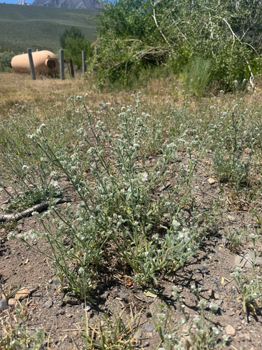 iNaturalist observation photo of Annual Cryptanthas
