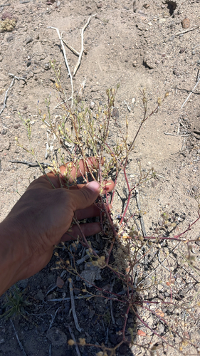 Gilia inconspicua, 2026-06-15