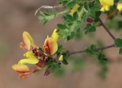 Chamaecytisus supinus
