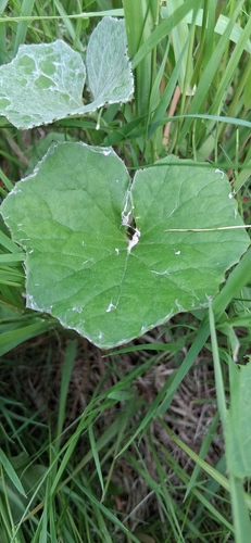 colt's-foot