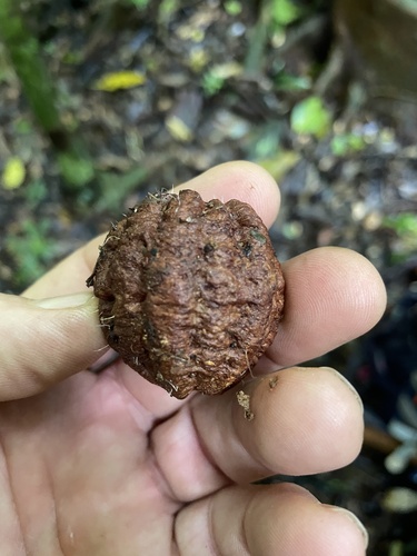 Cryptocarya pleurosperma observed 2026-06-16