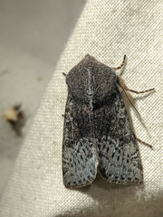 Orthosia pulchella