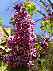 Syringa vulgaris