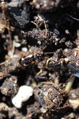 Bembidion quadrimaculatum