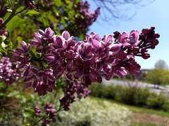 Syringa vulgaris