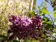 Syringa vulgaris