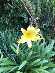 Hemerocallis lilioasphodelus