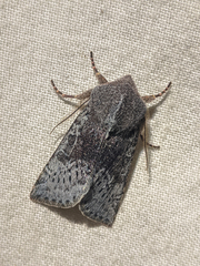 Orthosia pulchella