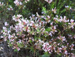 Amphithalea ericifolia ericifolia