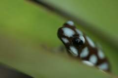 Excidobates mysteriosus