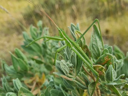 Predatory Bush-cricket