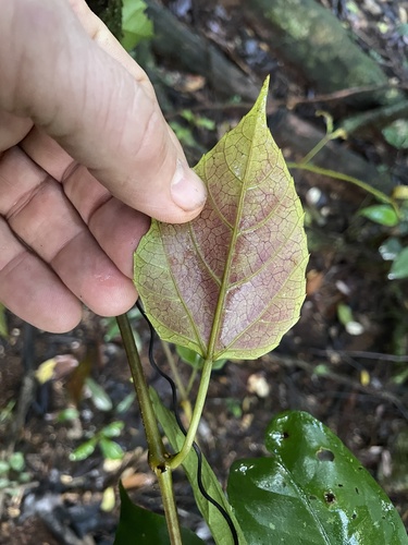 Cissus vinosa observed 2026-06-16