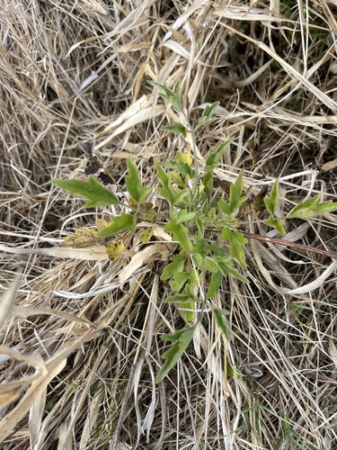 Clematis brachiata