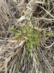 Clematis brachiata
