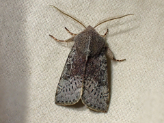 Orthosia pulchella