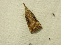 Hypena californica