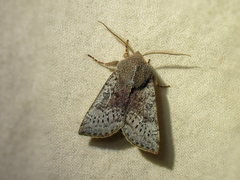Orthosia pulchella