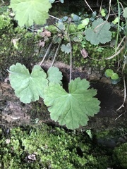 Heuchera missouriensis