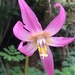 Coast Fawn Lily - Photo (c) lcjackson85, some rights reserved (CC BY-NC)