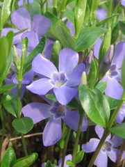 Vinca minor