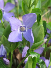 Vinca minor