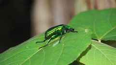 Diphyllomorpha olivacea