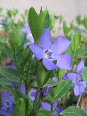 Vinca minor
