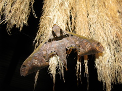 Adhemarius sexoculata