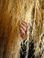 Hemicephalis paulina