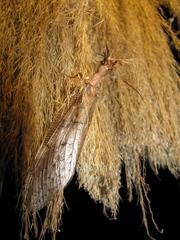 Megaloptera