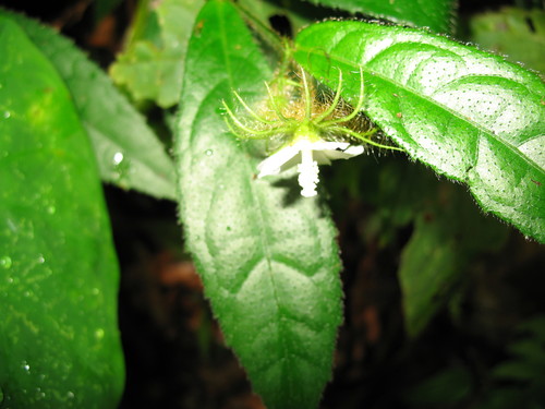 Image of Pavonia fruticosa by (c) Jason Grant, some rights reserved (CC BY)