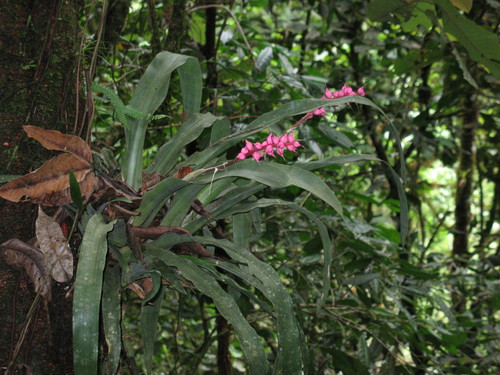 Ronnbergia drakeana, photograph 4