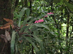 Aechmea drakeana