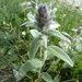 Stachys cretica salviifolia - Photo (c) lucapassalacqua, μερικά δικαιώματα διατηρούνται (CC BY-NC)