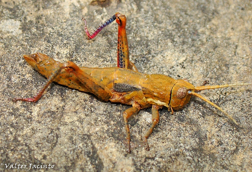 Acinipe paulinoi