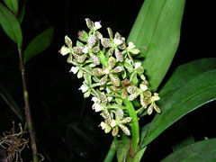 Prosthechea crassilabia