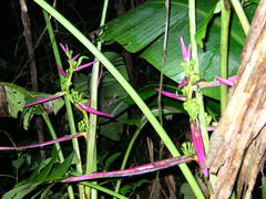 Heliconia aemygdiana