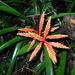 Vriesea zamorensis - Photo (c) Jason Grant, osa oikeuksista pidätetään (CC BY), lähettänyt Jason Grant