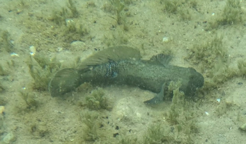 Round goby (Neogobius melanostomus) — Gobiidae — 2