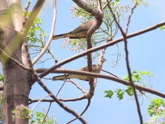 Streptopelia chinensis