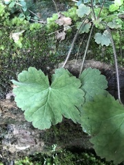 Heuchera missouriensis